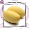 Sweet Yellow Mango