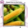 Sweet Corn on the Cobe