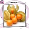 Gooseberry