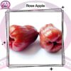 Rose Apple
