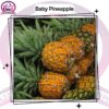 Baby Pineapple