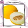 Sun Lady Melon