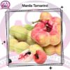 Manila Tamarind